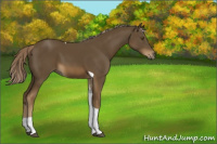 Horse Color:Chocolate Palomino Tobiano 