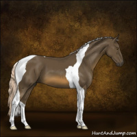 Horse Color:Chocolate Palomino Tobiano 