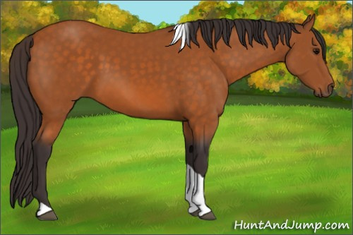 Horse Color:Buckskin Tobiano