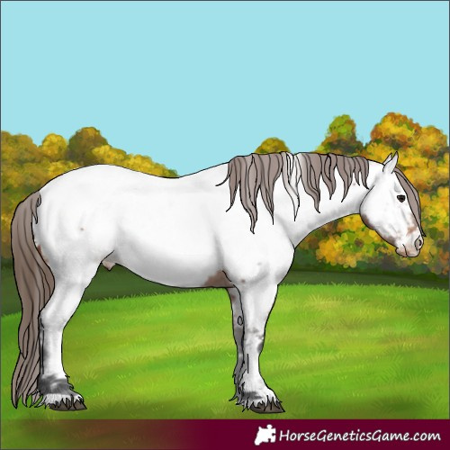 Horse Color:Bay Near Fewspot