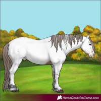 Horse Color:Bay Near Fewspot 