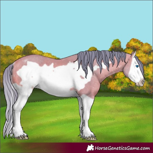 Horse Color:Watercolor Buckskin Splash Frame Rabicano 