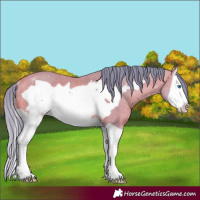 Horse Color:Watercolor Buckskin Splash Frame Rabicano