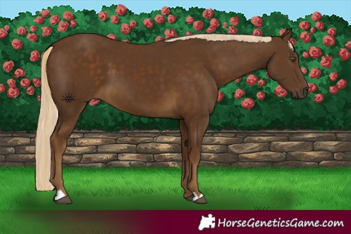 Horse Color:Chocolate Palomino 
