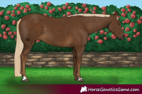 Horse Color:Chocolate Palomino 