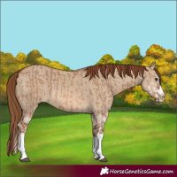 Horse Color:Red Dun Splash and Red Dun Splash