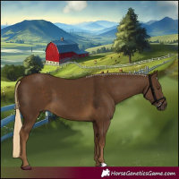 Horse Color:Chocolate Palomino 