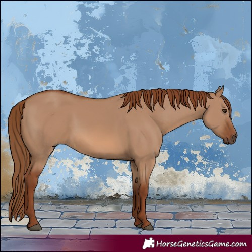 Horse Color:Red Dun 