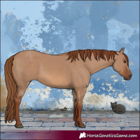 Horse Color:Red Dun 