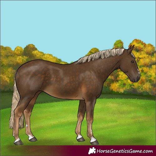 Horse Color:Chocolate Palomino 