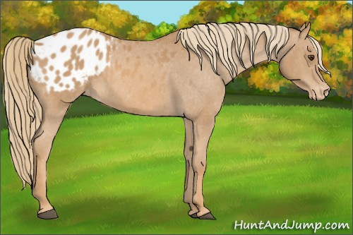 Horse Color:Chestnut Appaloosa 