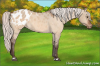 Horse Color:Silver Brown Dun Appaloosa 