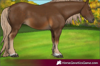 Horse Color:Chocolate Palomino 