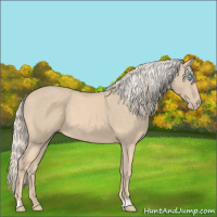 Horse Color:Cremello 