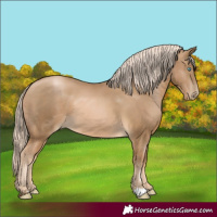 Horse Color:Chocolate Palomino Pearl 