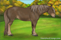 Horse Color:Chocolate Palomino 