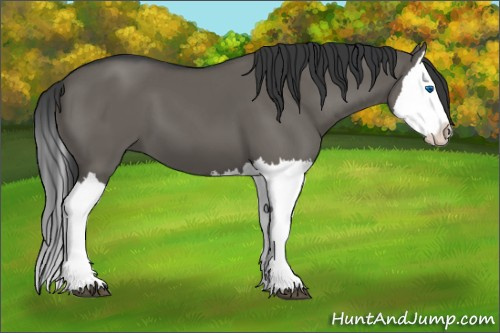 Horse Color:Grullo Splash