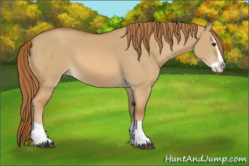 Horse Color:Red Dun Splash