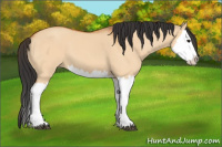 Horse Color:Bay Dun Splash 