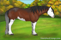 Horse Color:Bay Splash 