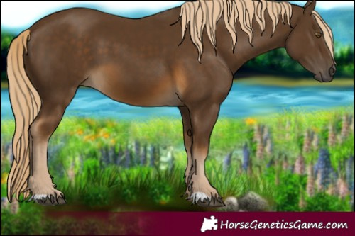Horse Color:Chocolate Palomino