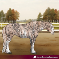 Horse Color:Liver Chestnut Sabino Splash Varnish  and Gold Champagne Sabino Splash Varnish 