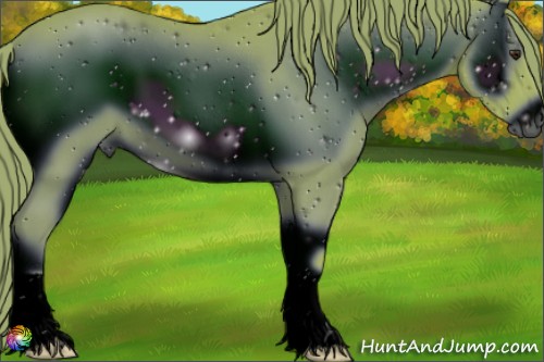 Horse Color:ERROR: UNKNOWN ANOMALY