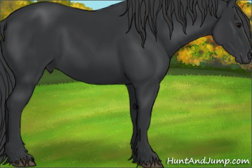 Horse Color:Black 