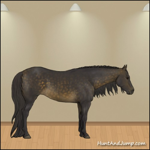 Horse Color:Buckskin 