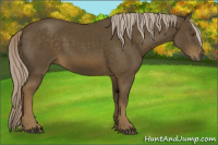 Horse Color:Chocolate Palomino 