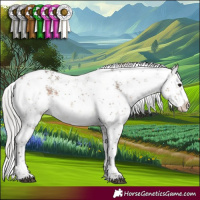 Horse Color:White Spotted Silver Brown Dun Sabino 