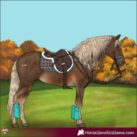 Horse Color:Chocolate Palomino 