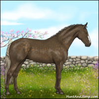 Horse Color:Chocolate Palomino 