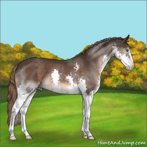 Horse Color:Liver Chestnut Sabino Splash 