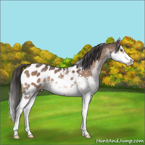 Horse Color:Brown Dun Mushroom Sabino Appaloosa 
