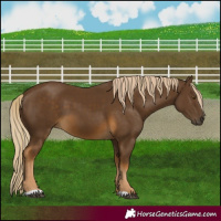 Horse Color:Chocolate Palomino 