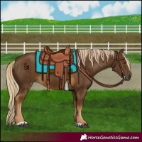Horse Color:Chocolate Palomino 