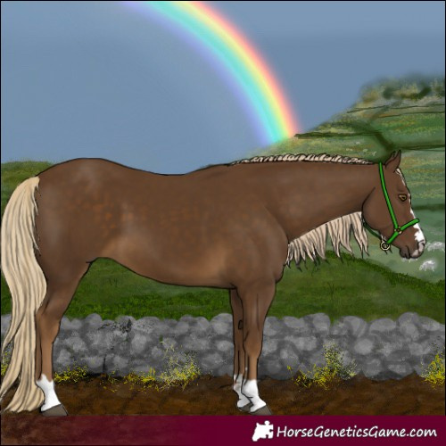 Horse Color:Chocolate Palomino 