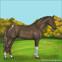 Horse Color:Chocolate Palomino Tobiano 