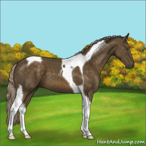 Horse Color:Chocolate Palomino Tobiano 