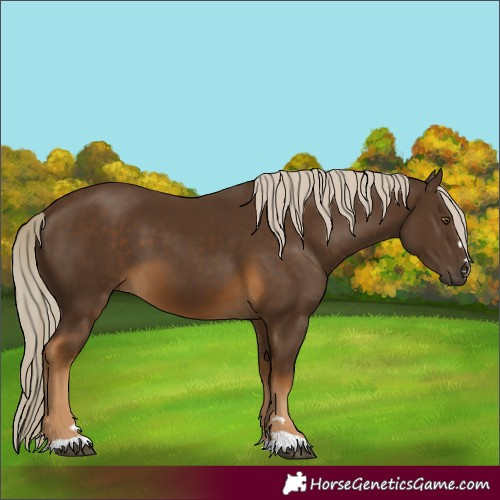 Horse Color:Chocolate Palomino 