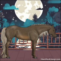 Horse Color:Chocolate Palomino 
