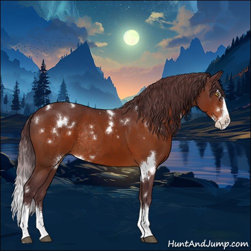 Horse Color:White Spotted Chocolate Brown Splash Rabicano