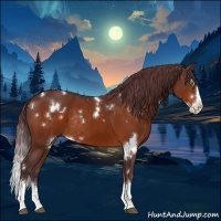 Horse Color:White Spotted Chocolate Brown Splash Rabicano 