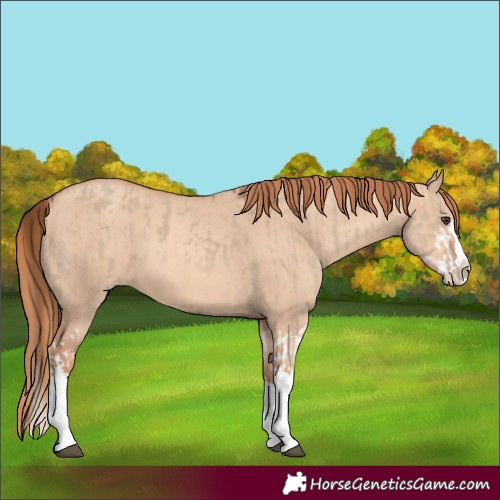 Horse Color:Red Dun Splash and Gold Champagne Dun Splash