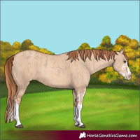 Horse Color:Red Dun Splash and Gold Champagne Dun Splash