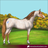 Horse Color:Red Roan 
