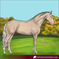 Horse Color:Cremello 