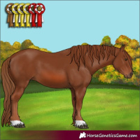 Horse Color:Chestnut 