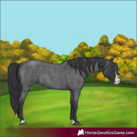 Horse Color:Blue Roan Splash 